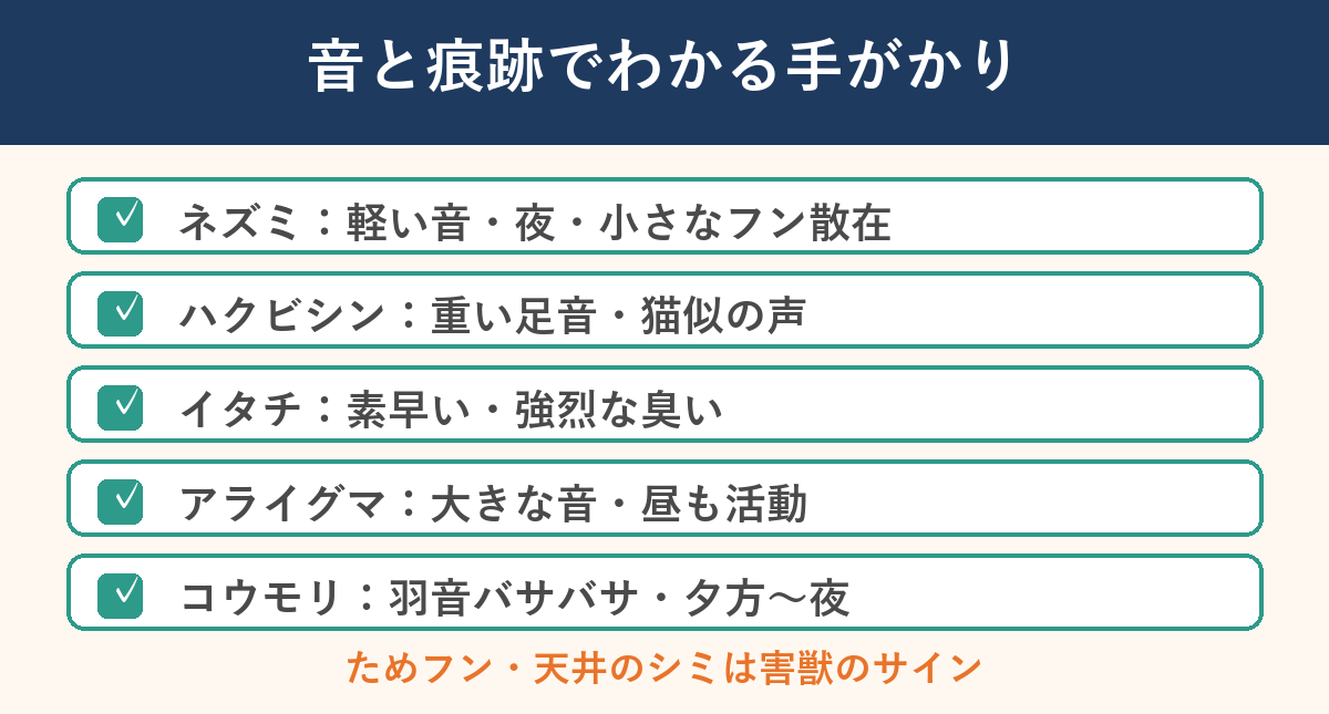 屋根裏の動物を音と痕跡で見分ける手がかり