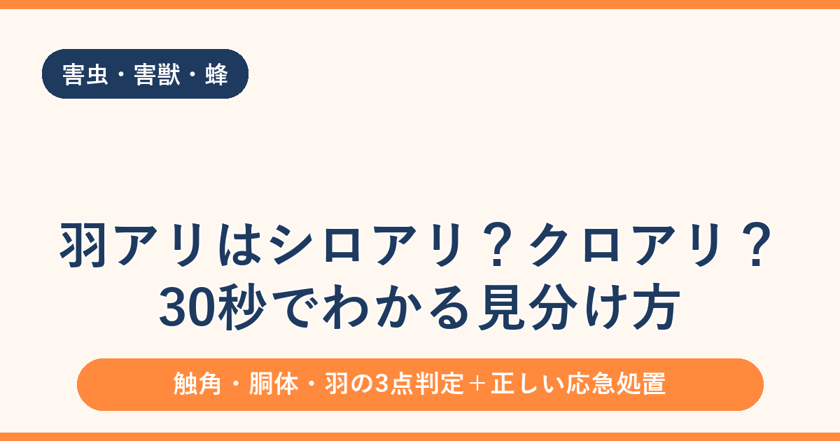 羽アリはシロアリ？クロアリ？30秒でわかる見分け方と正しい対処法