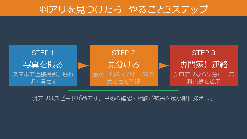 羽アリ発見時の正しい対応3ステップ